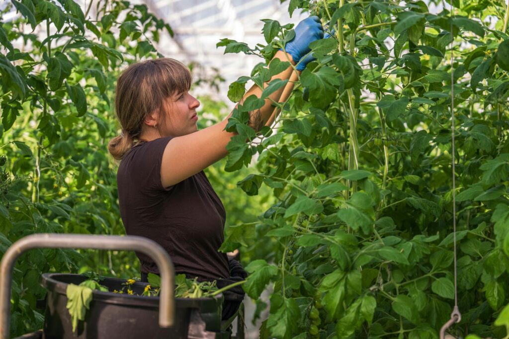 Una mujer cosechando y cuidado plantas altas de hortalizas dentro de un invernadero