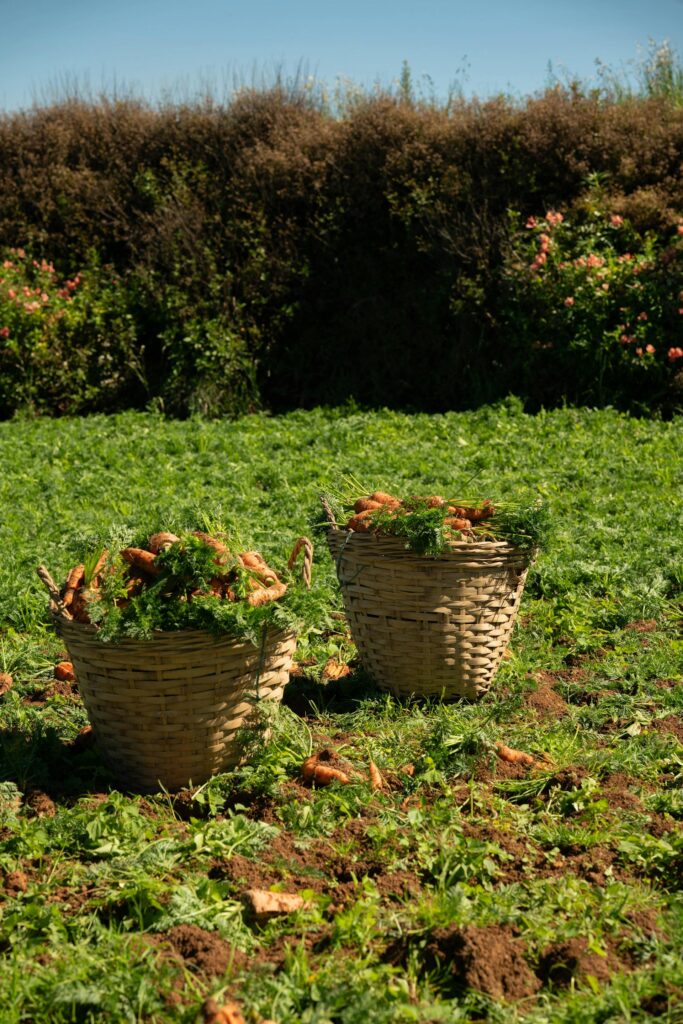 Dos canastos de zanahoria naranjas recién cosechadas descansando sobre el césped verde de un huerto