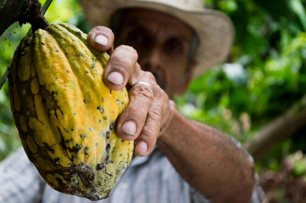 Manos de agricultor sostenido con una mazorca de cacao amarilla y madura, con árboles de fondo
