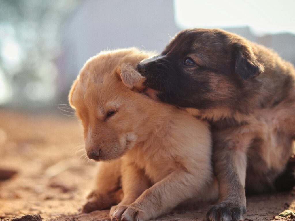 Cachorros interactuando y jugando suavemente al aire libre