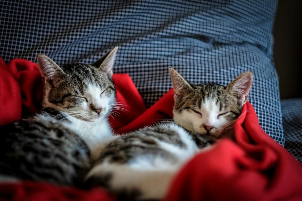Dos gatos atigrados durmiendo abrazados sobre una manta roja