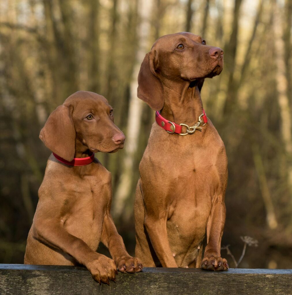 Perro adulto y cachorro de raza Vizsla mirando atentamente hacia un lado