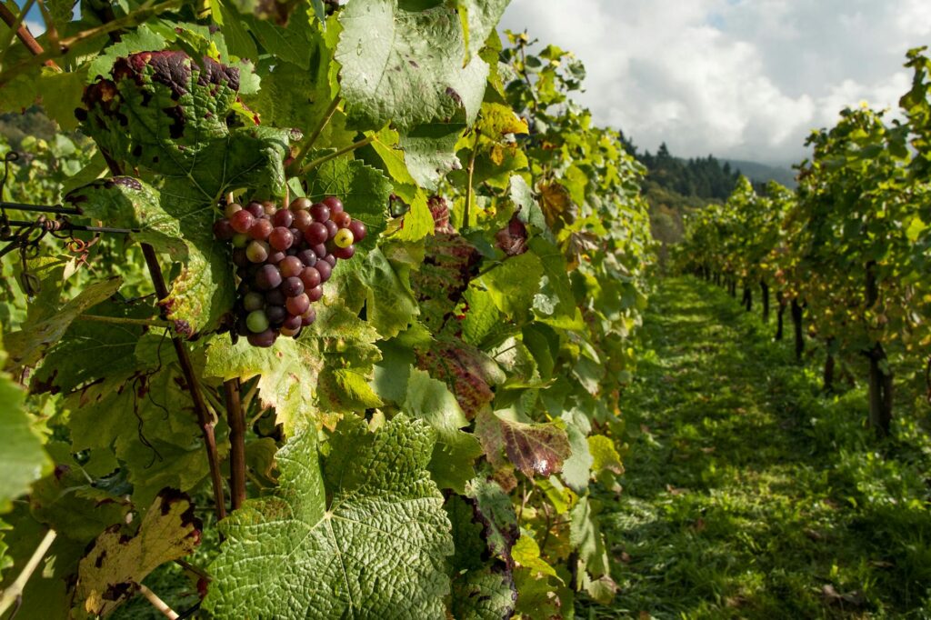 Primer plano de racimos de uvas moradas maduras colgando de vides verdes en un viñedo al aire libre