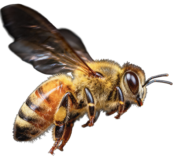 Abeja volando