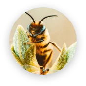 Abeja